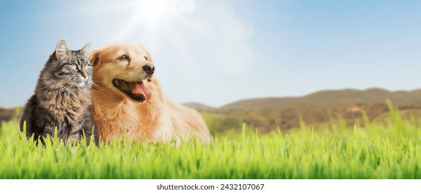 Hero banner with dog